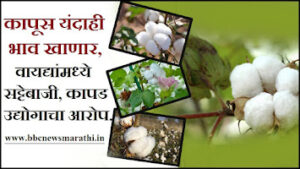 Cotton Price