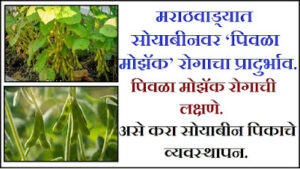 Soybean