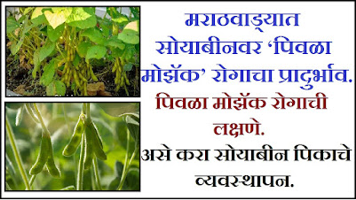 Soybean